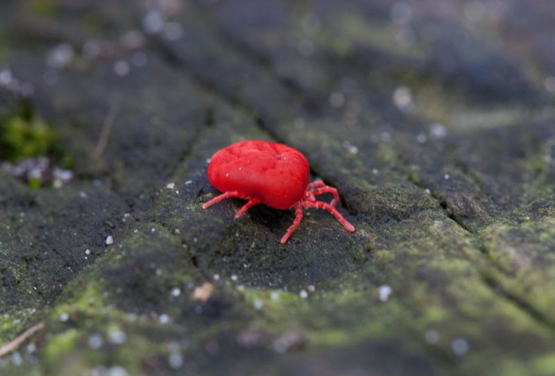 Mites Extermination in Arlington, TX