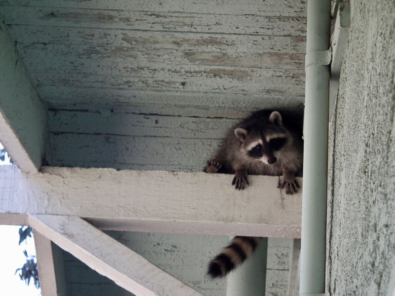 Racoon Removal