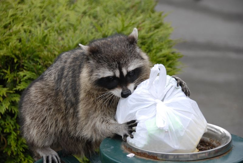 Racoon Removal