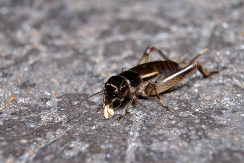 Cricket Prevention in Katy, TX