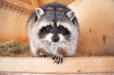 How Raccoons Cause Damage To Homes