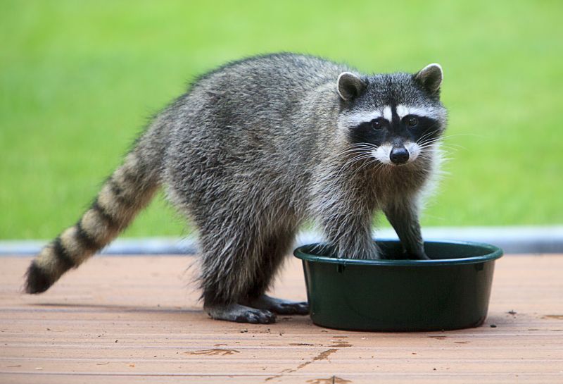 Racoon Removal