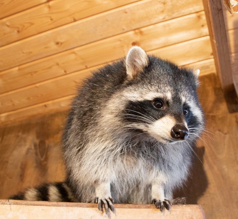 Racoon Removal