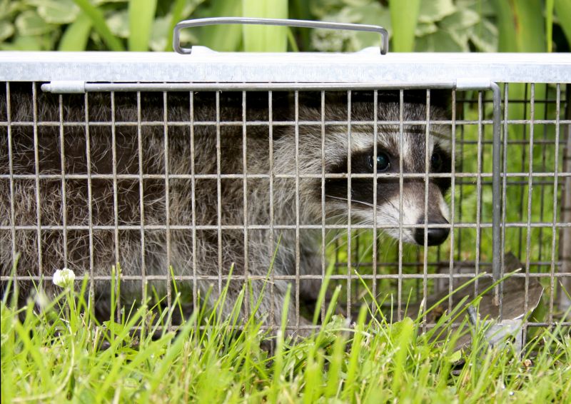 Racoon Removal