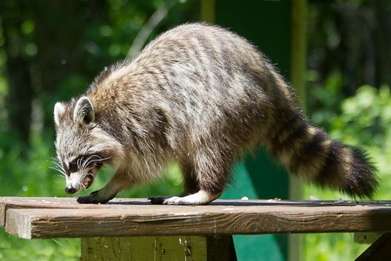 Racoon Removal