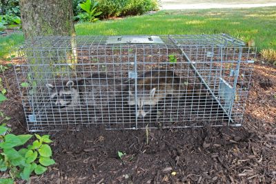 Raccoon Removal Equipment