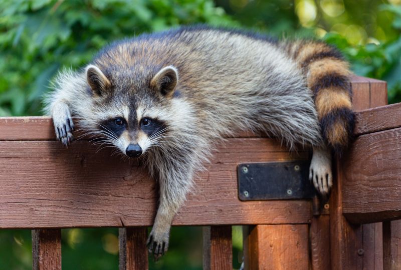 Seasonal Racoon Activity And When Removal Is Most Effective