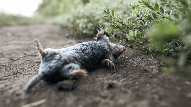 What To Expect During A Professional Wildlife Removal Visit