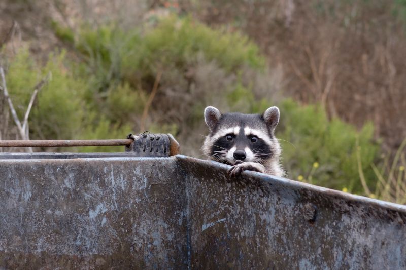 Specialized Raccoon Removal Services