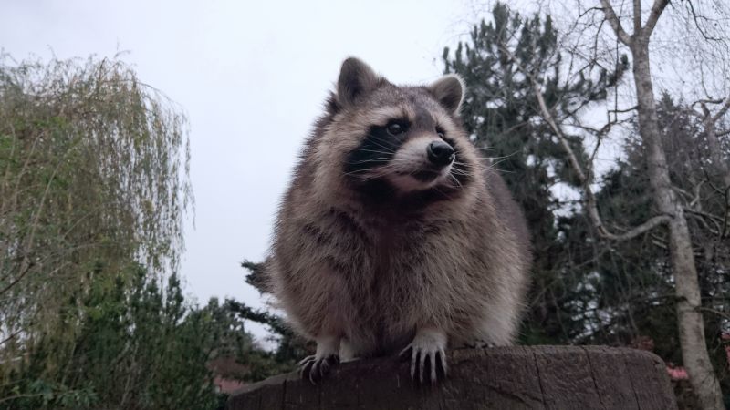 Follow-up Inspections