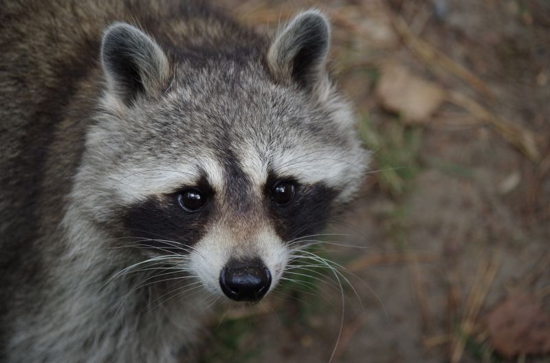 Why Racoons Target Garbage Areas And Move Into Nearby Homes
