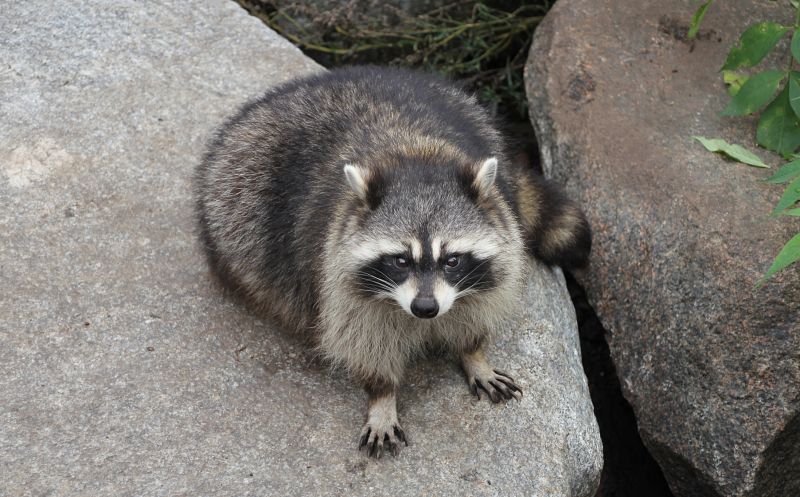 Why Racoons Tear Into Soffits, Fascia, And Roof Edges