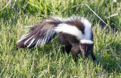 Skunk Near Property