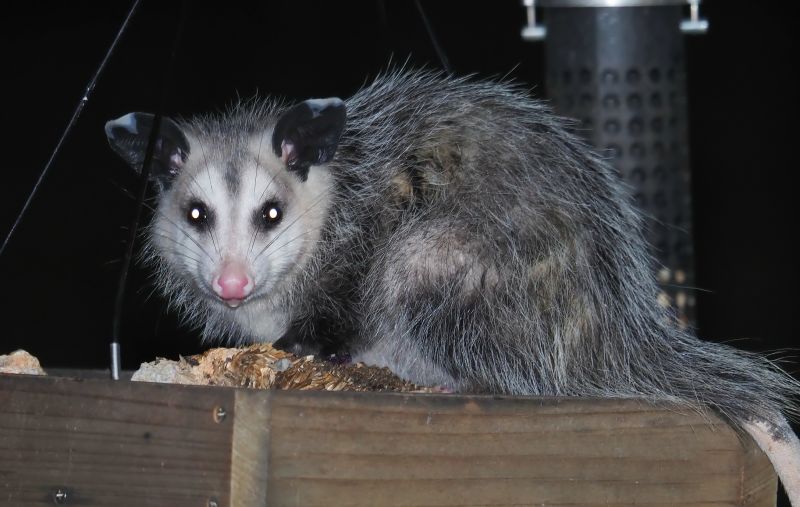 Opossum in the Garden