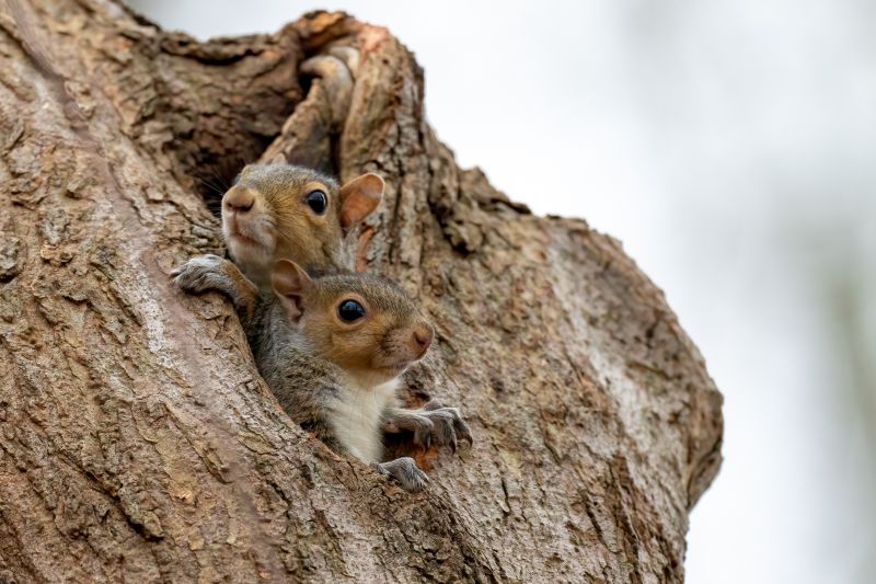 Squirrel Nesting